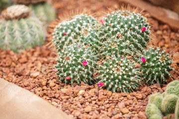 Cactus on arid area