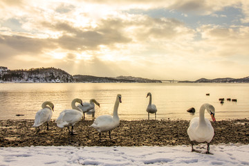 Obraz premium Mute swans in cold weather in Hamresanden, Norway