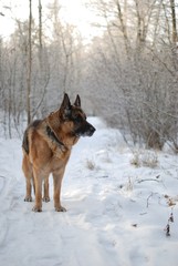 Dog in the snow.