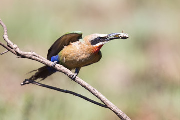 White fronted bee eater sitting on branch to hunt for insects