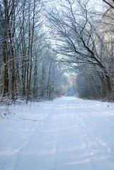 The road through the forest.