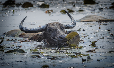 Obraz premium buffalo