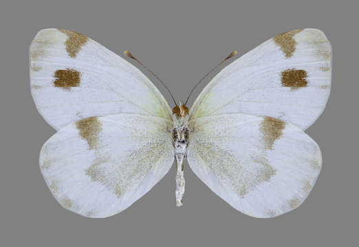 Butterfly Pieris devta on a gray background