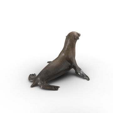 Sea Lion on white. 3D illustration