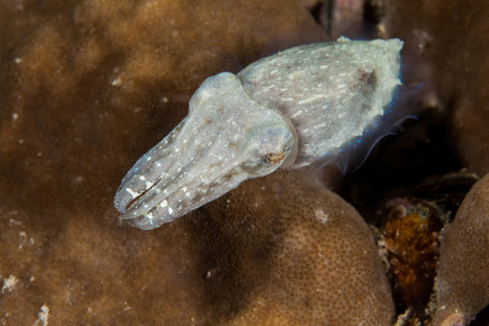 Small cuttlefish. Sipadan island. Celebes sea. Malaysia.