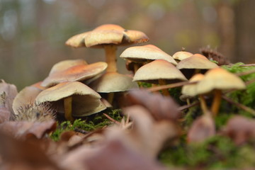 zwavelkopje op dode boom in Kruisbergse bossen 