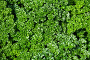 Fresh curly leaf garden parsley plant vegetable greenery backgro