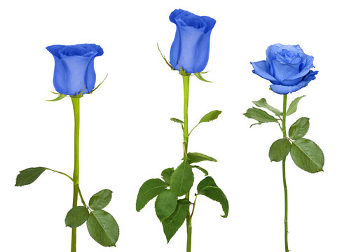 Fototapeta Nice blue roses