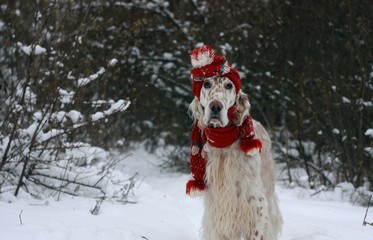 Cute funny and adorable big beautiful purebred dog of hunting breed English Setter with stylish red warm hat and scarf staying and posing on winter white background for christmas and new year cards