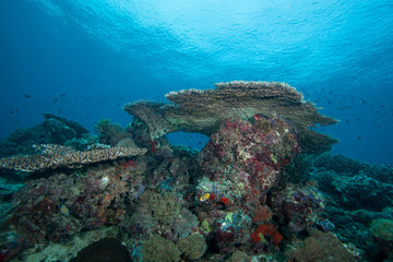 Underwater landscape. Sipadan island. Celebes sea. Malaysia.