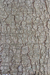 texture of bark, bark background natural background, tree bark, Abies alba