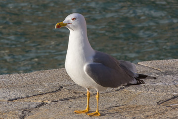 Obraz premium Ritratto di gabbiano