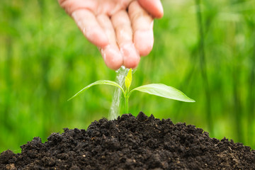 Farmer's hand are watering young plant in the morning on green nature