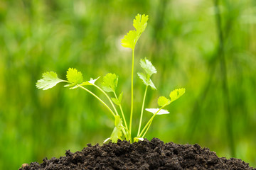 Parsley growing on crumbly soil on green nature background