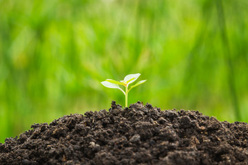 Young plant growth in the morning light on green nature background