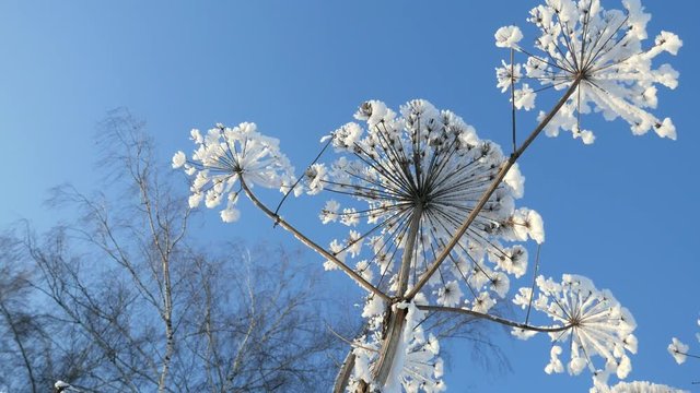 Cow parsnip in winter forest