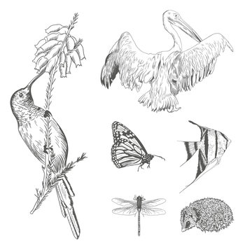 A collection or set of hand drawn vintage styled engraved animals for design