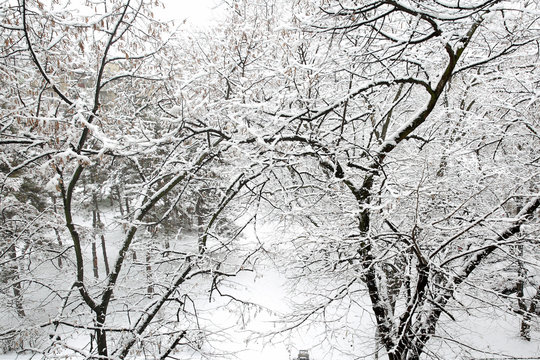 Fototapeta Trees with snow in winter park