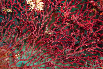 Gorgonian. Sipadan island. Celebes sea. Malaysia.