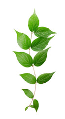 Fototapeta premium branch of a green plant isolated on white background.
