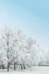 Tranquil landscape of forest nature covered with snow
