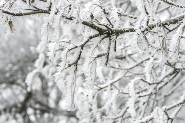 Frozen leaves covered with hoarfrost of winter morning.