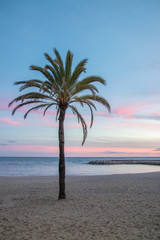 Palmtree in a beach