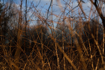 Interwoven thin branches and twigs of tree, bush and shrub. Sprigs are bare and without leaves during autumn / fall season. 