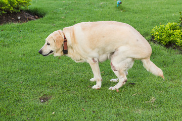 dog a feces on green grass in the public graden