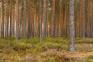 Wilde nature, green pine forest.