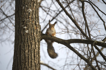 Эта белка очень значительное время сидит и наблюдает за мной. Но самое смешное, она топала ногами и фыркала.