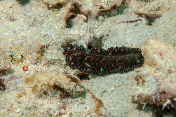 Nudibranch close-up. Sipadan island. Celebes sea. Malaysia.