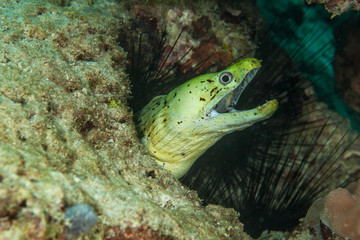 Yellow moray. Sipadan island. Celebes sea. Malaysia.