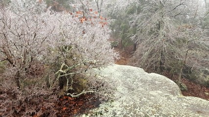 Winter Garden