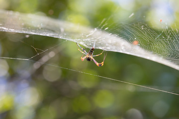 Spider - Nephila inaurata madagascariensis head down on the net