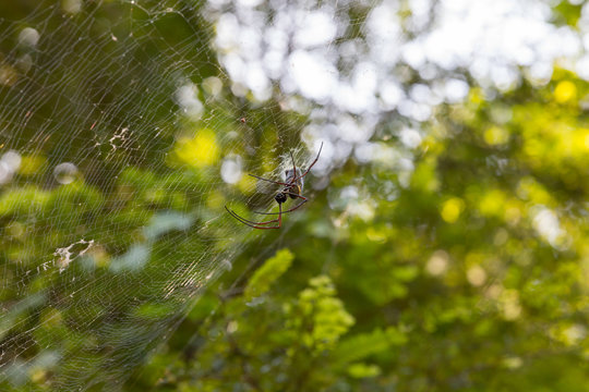 huge tropical spider in nature on green background