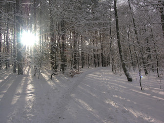 snow in forest
