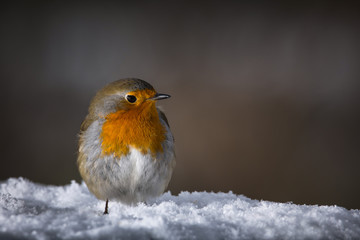 Rouge gorge
