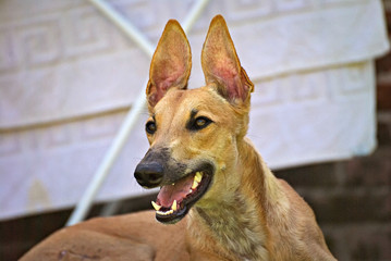 Portrait of a brown greyhound 