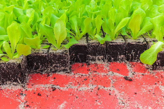 Crate with young lettuce plants