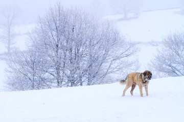 Fototapeta na wymiar Dog in the snow