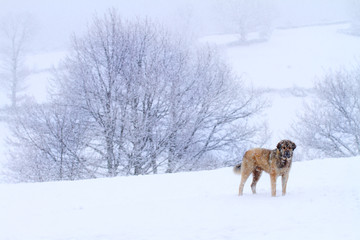 Dog in the snow
