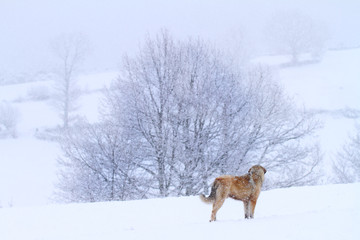 Dog in the snow
