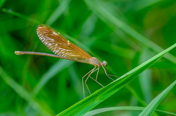 Beautiful dragonfly on leaves with green background.