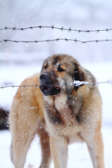 Dog in the snow