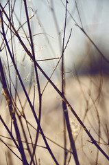  Sprig bathed in sunlight on a background of a winter landscape