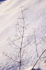  fabulously beautiful winter twigs