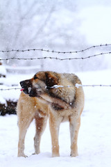 Naklejka premium Dog in the snow