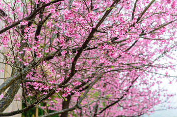 Pink sakura in garden