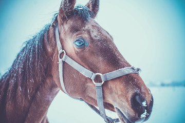 Fototapeta premium horses
